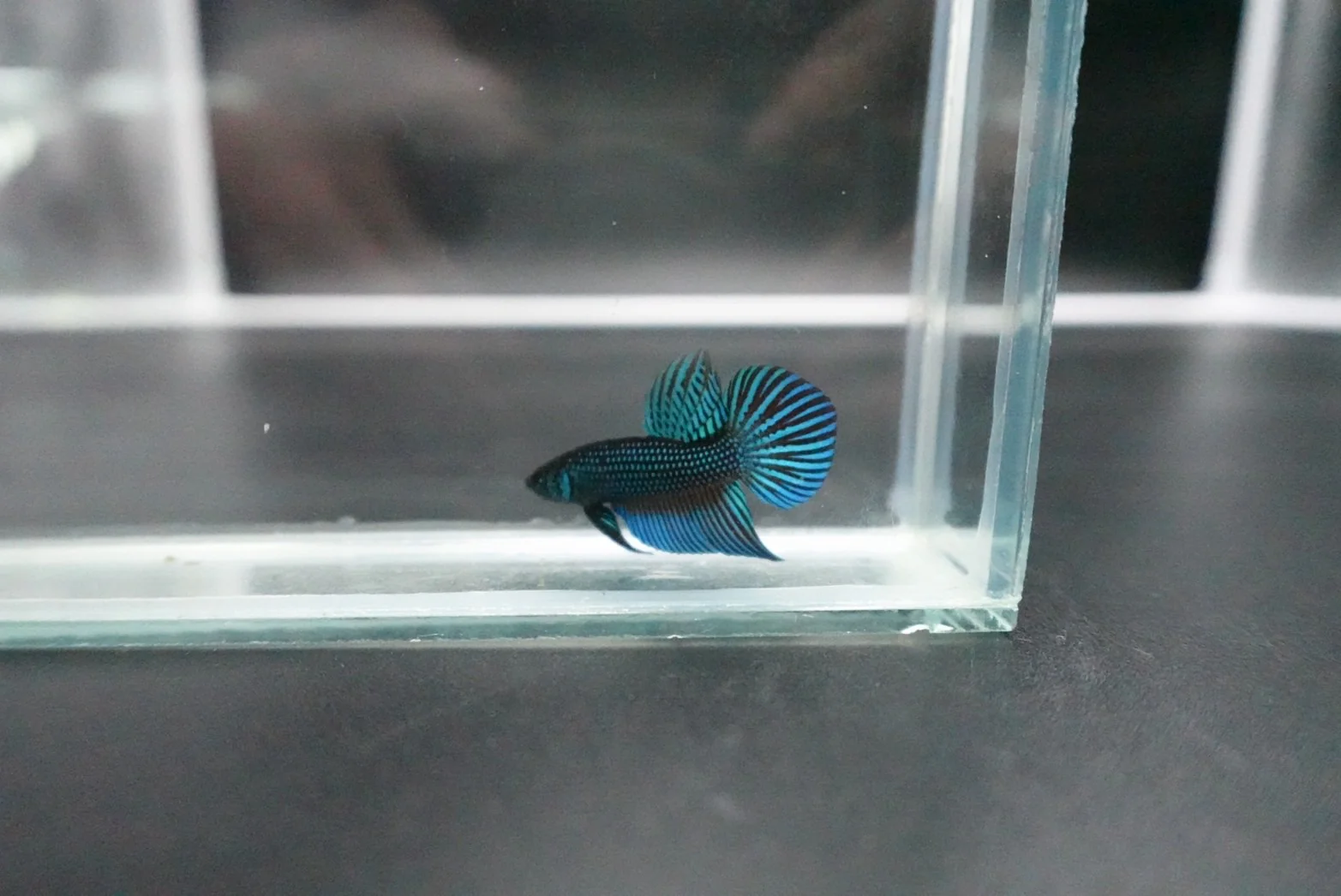 Green Mahachaiensis Betta - Thailand Wild Betta (Male) - Image 4